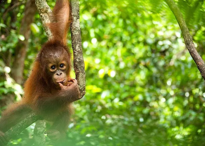 Sumateratrekingorangutanpatrol